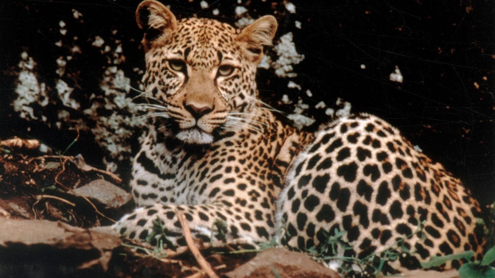 ‘New Delhi Declaration’ in the works for upcoming global big cat summit