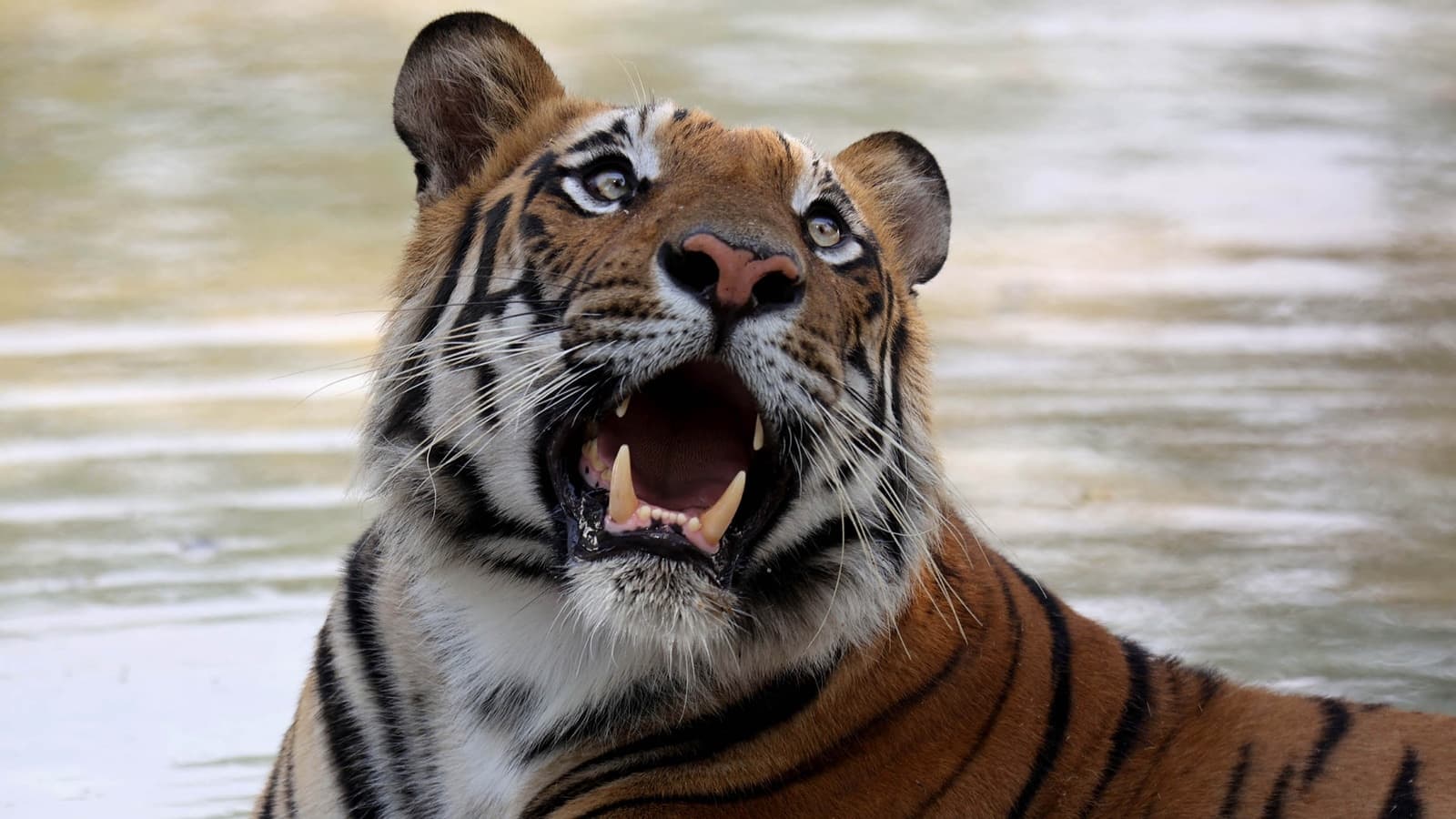 Could it have too many tigers? Why Madhya Pradesh is facing this question